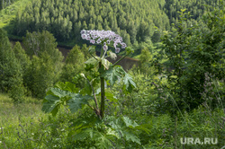 За какие растения дачники могут получить штраф или срок: список, фото